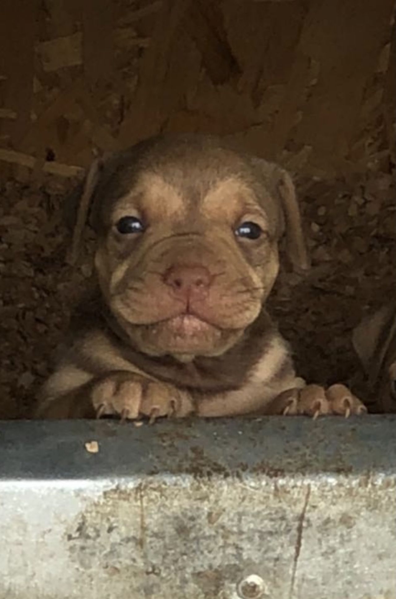 Photo of the dog