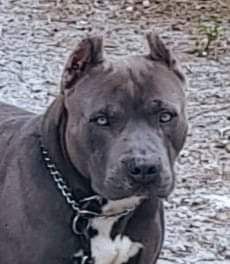 Photo of the dog