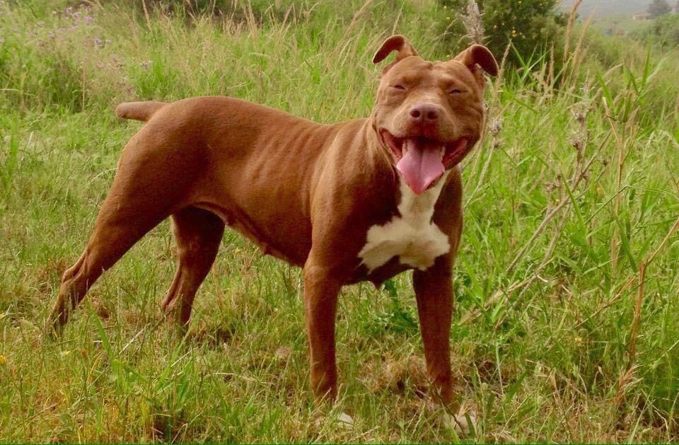 Photo of the dog