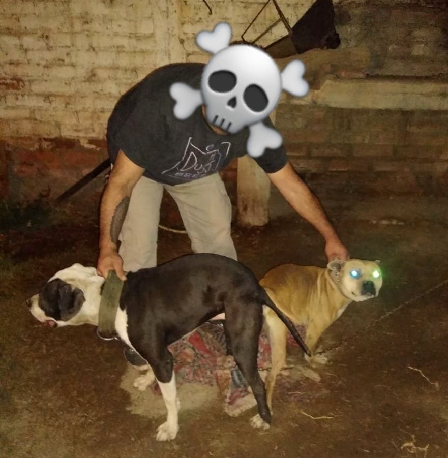 Photo of the dog