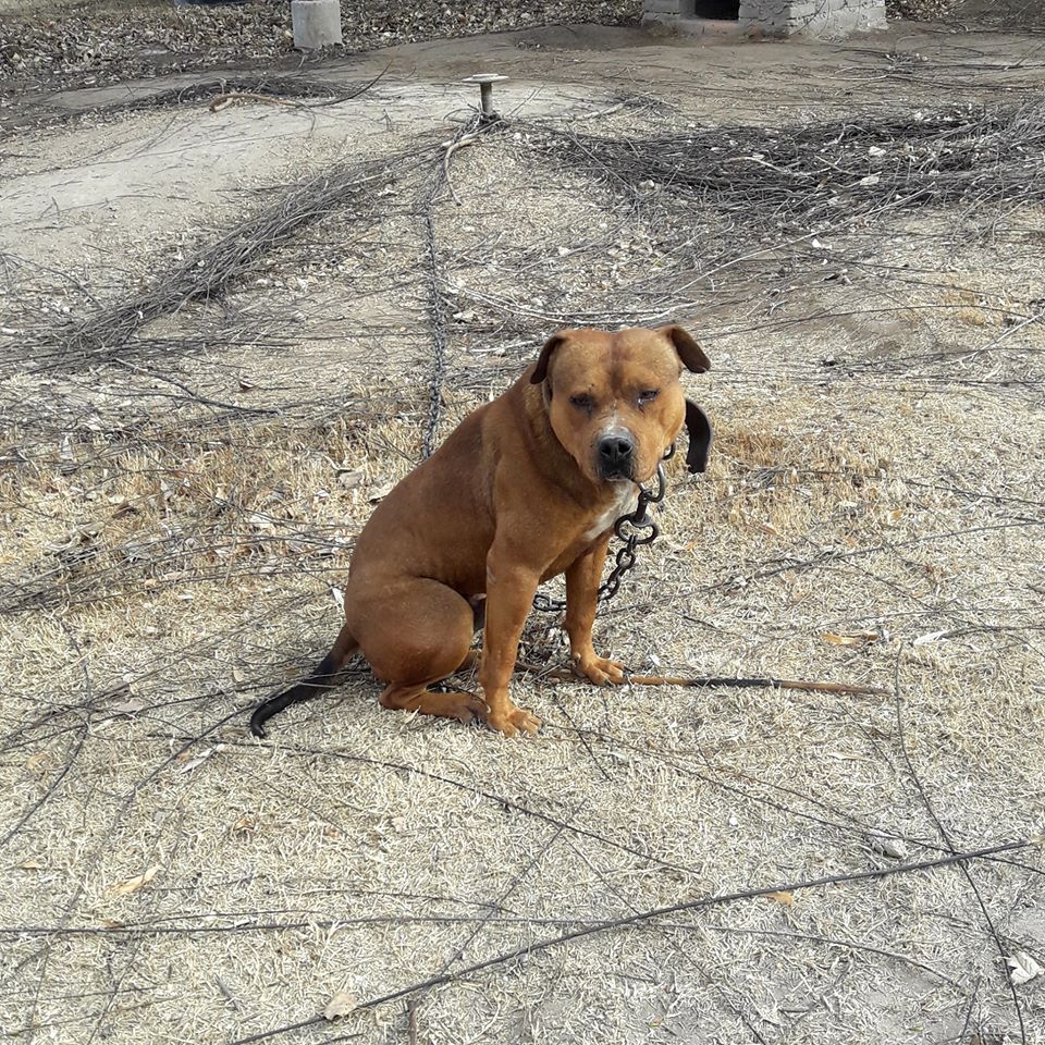Photo of the dog