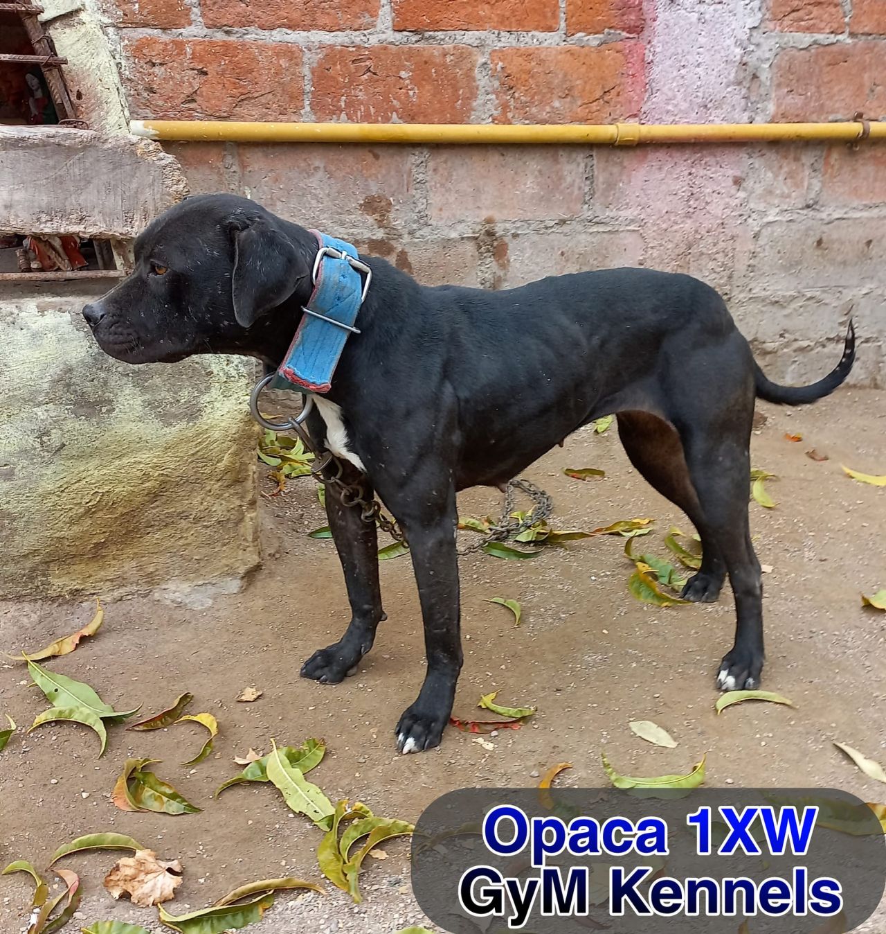 Photo of the dog