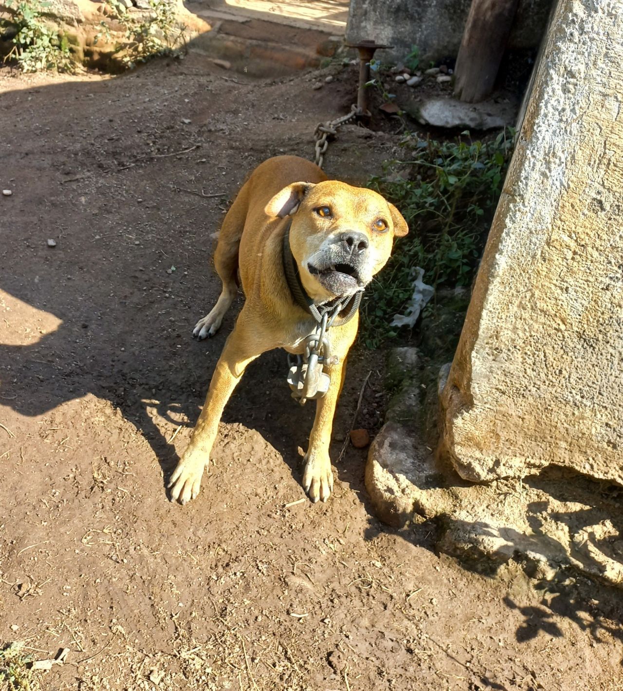 Photo of the dog