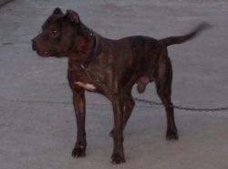 Photo of the dog