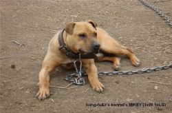 Photo of the dog