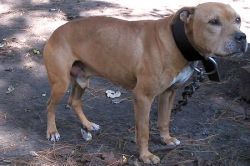Photo of the dog