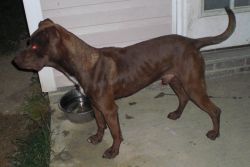 Photo of the dog