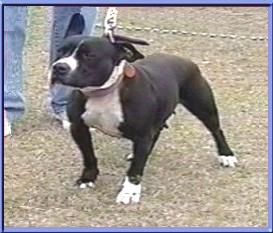 Photo of the dog