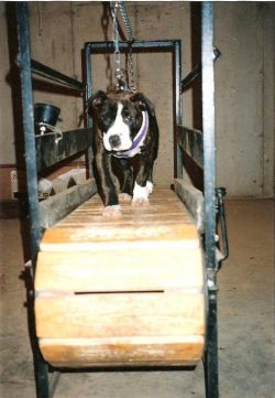 Photo of the dog