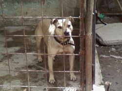 Photo of the dog