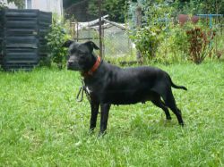Photo of the dog