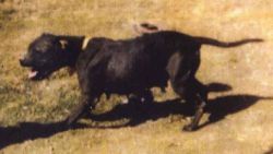 Photo of the dog