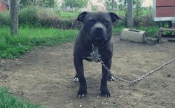 Photo of the dog