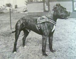 Photo of the dog