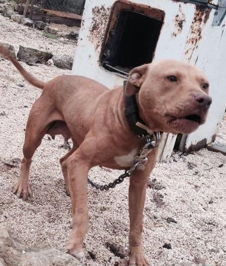Photo of the dog