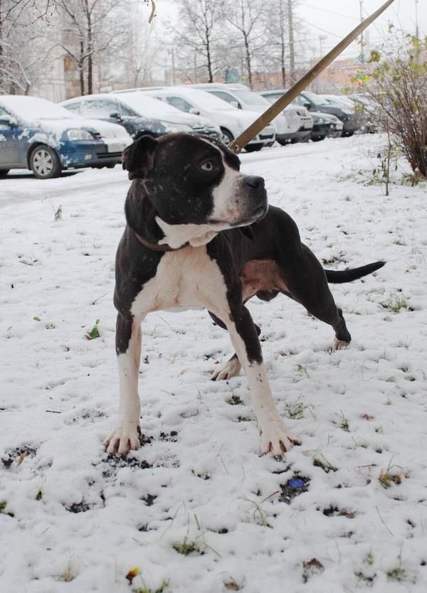 Photo of the dog