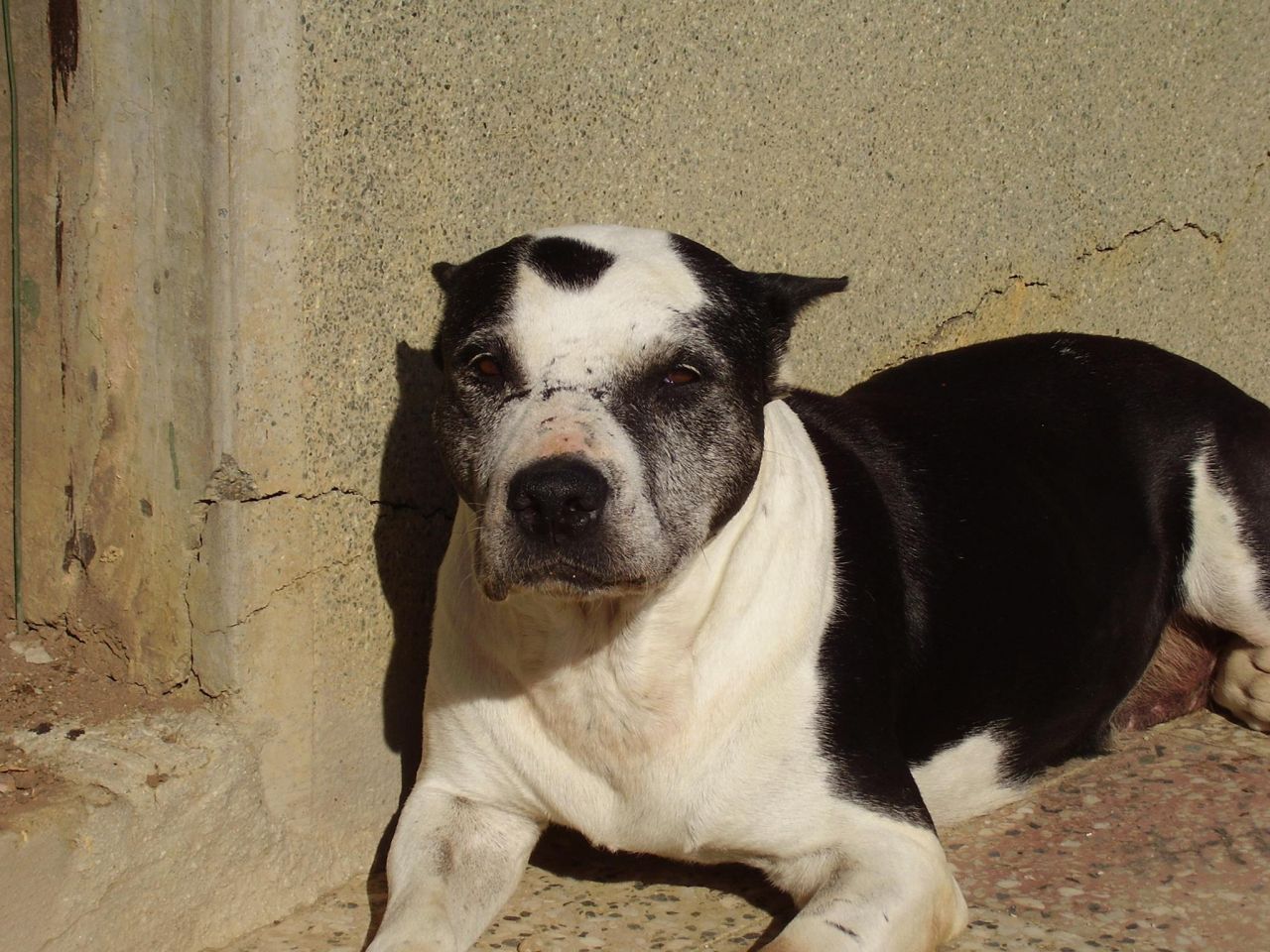 Photo of the dog