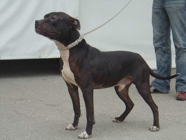 Photo of the dog