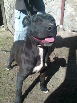 Photo of the dog