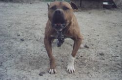 Photo of the dog