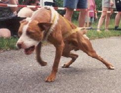 Photo of the dog