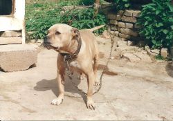Photo of the dog