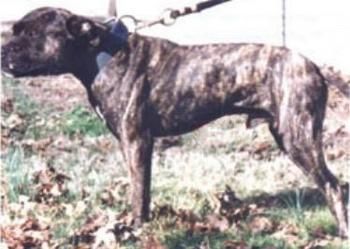 Photo of the dog