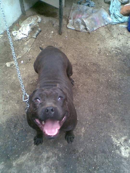 Photo of the dog