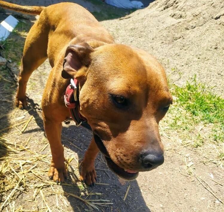 Photo of the dog