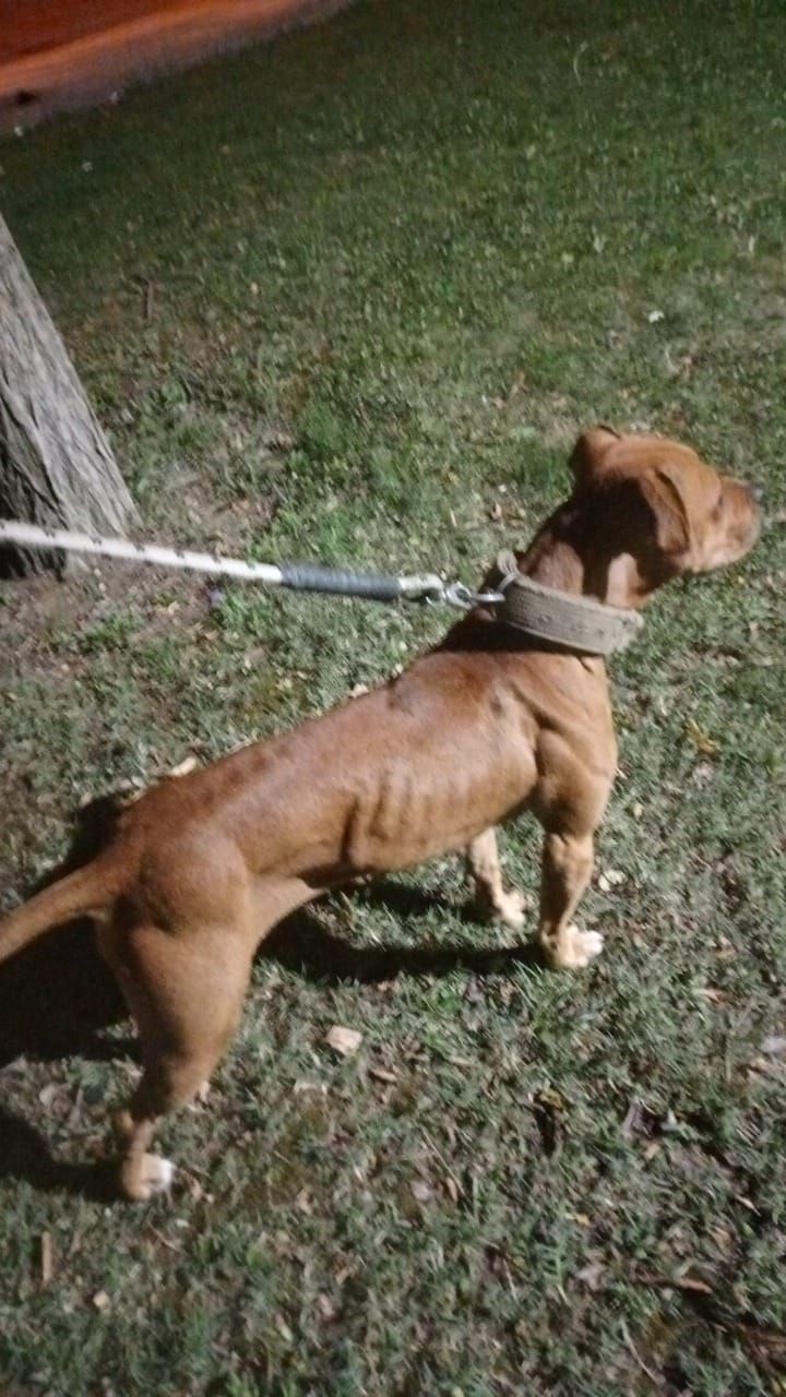 Photo of the dog