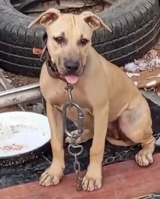 Photo of the dog