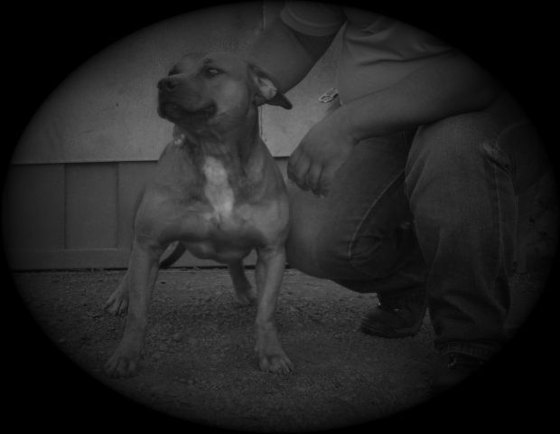 Photo of the dog
