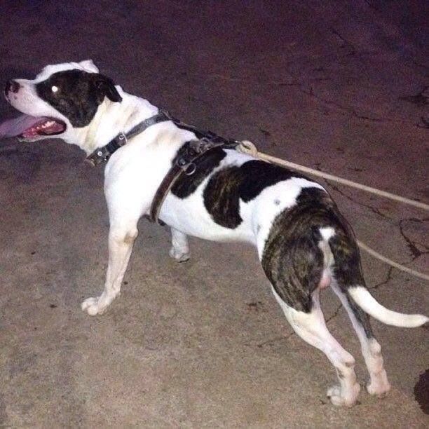 Photo of the dog
