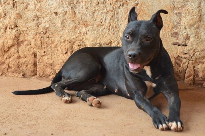 Photo of the dog