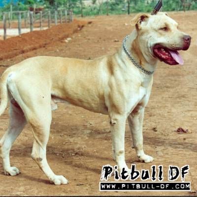 Photo of the dog