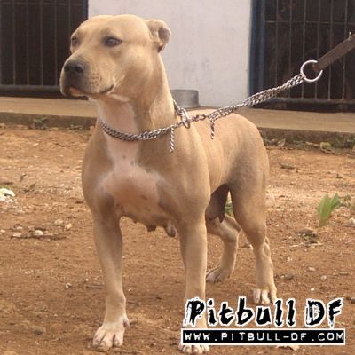 Photo of the dog