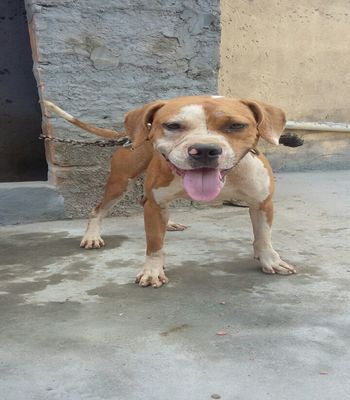 Photo of the dog