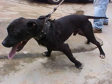Photo of the dog