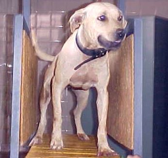 Photo of the dog