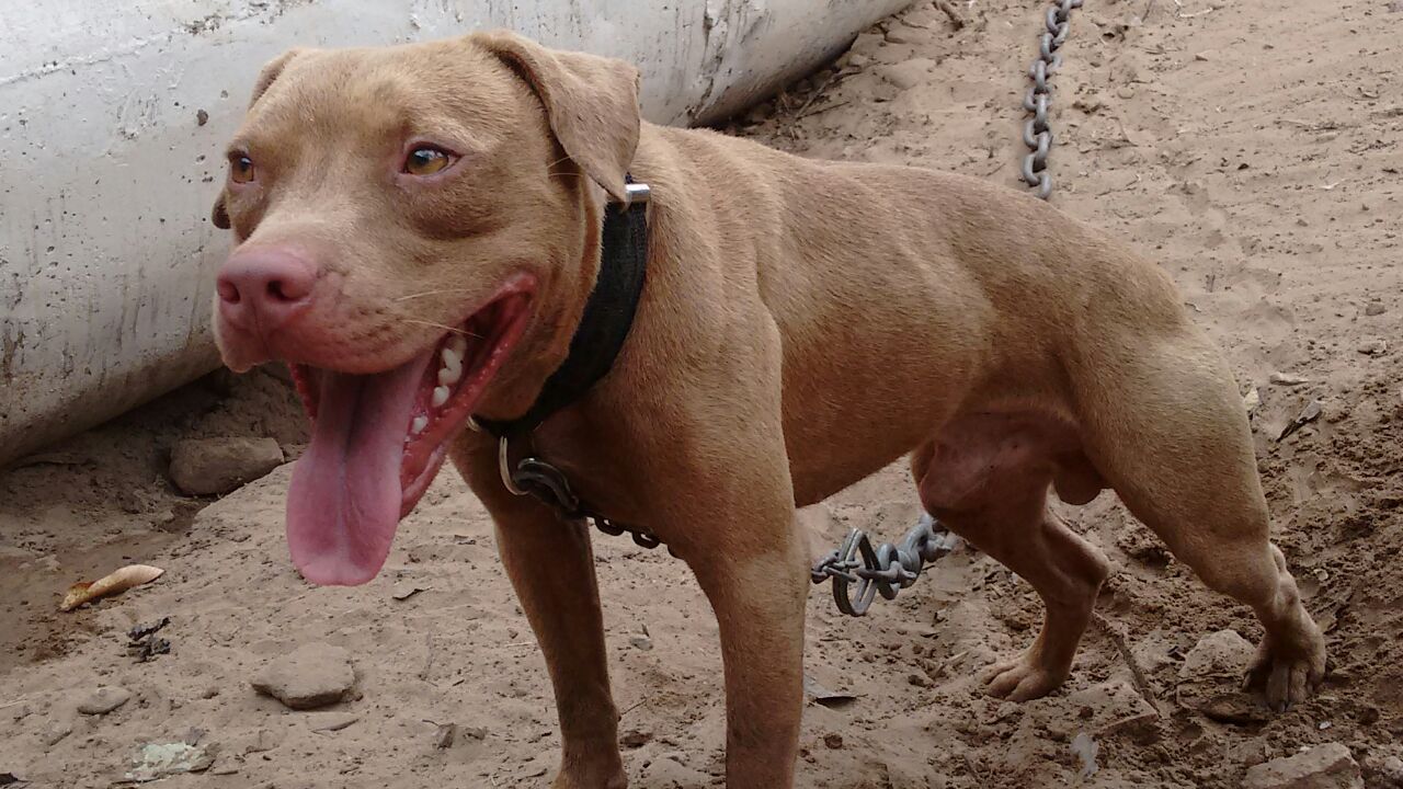 Photo of the dog