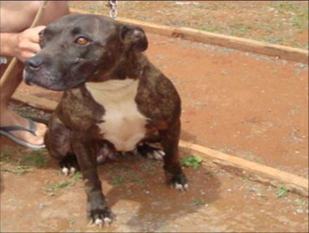 Photo of the dog