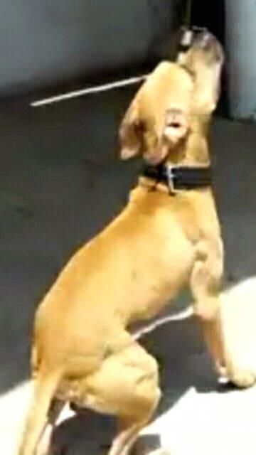 Photo of the dog