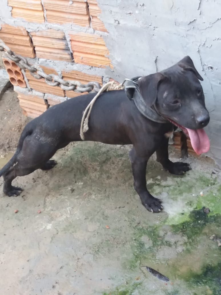 Photo of the dog