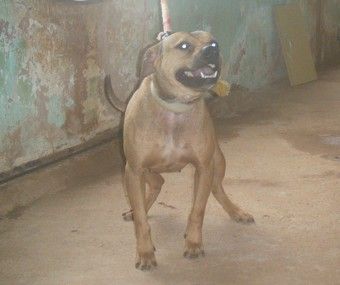 Photo of the dog
