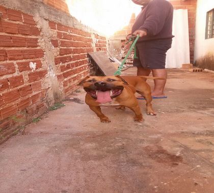 Photo of the dog