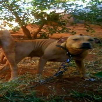 Photo of the dog