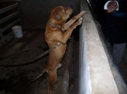 Photo of the dog