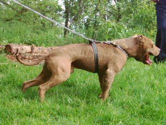 Photo of the dog