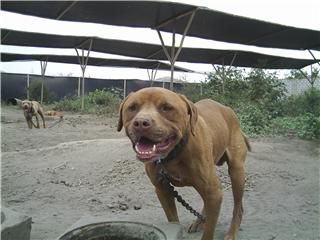 Photo of the dog