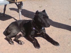 Photo of the dog